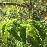 Image result for Cyphostemma hypoleucum