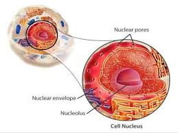 The cell nucleus is the most noticeable organelle within the eukaryotic cell, and perhaps the most important and defining feature of the the majority of human cells have a single nucleus, although there are several cell types that have multiple nuclei (e.g. Nucleus Of Eukaryote