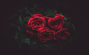 In these page, we also have variety of images available. 4k Rose Wallpapers Top Free 4k Rose Backgrounds Wallpaperaccess