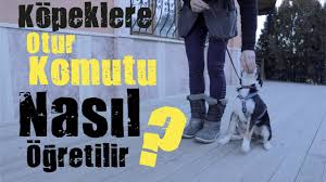 Kopeklere Otur Komutu Nasil Ogretilir Youtube