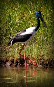Jabiru In Kakadu National Park Northern Territory Australian Birds Birds Of Australia Kakadu National Park