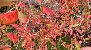 Image result for Amelanchier alnifolia