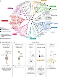 They are heterotrophs and depend on plants for food. The Origin Of Animal Multicellularity And Cell Differentiation Sciencedirect