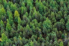 There is an incredible diversity of epiphytic plants growing on the branches of the trees, which in turn provide habitat for a diversity of. Canopy S Bold Plan Outlines Fashion S Plan To Save Global Forests Sourcing Journal