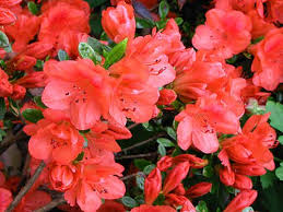 Azalea Geisha Orange Blooms In Late Winter To Early Spring Needs Shade To Partial Shade And Moist Acidic Soil Water About 1 Azaleas Orange Cups Plants