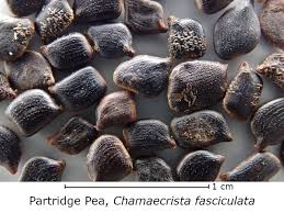 Image result for Chamaecrista