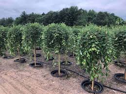 Podkarpackie stowarzyszenie producentow materialu szkolkarskiego w zasowie, kubik mariusz. Wholesale Nursery Plants Evergreen Nursery For Sale