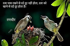 Randhir Zala Hindi Quotes Birds Cute Birds List Of Birds
