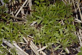 Image result for Galium chloroionanthum