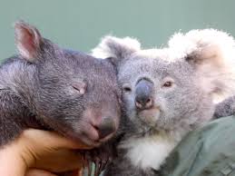 The wombats is an indie rock band hailing from liverpool, england. Koala And Wombat Hang Out Together In Australian Zoo Insider
