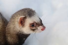 enlarged lymph nodes in ferrets symptoms causes