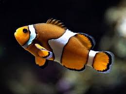 Berliner Aquarium Eintrittspreise Offnungszeiten
