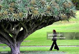 Image result for Dracaenaceae