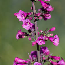 Image result for Penstemon