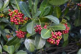 Image result for Psychotria capensis