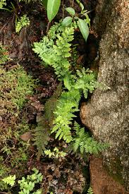 Image result for Cheilanthes inaequalis