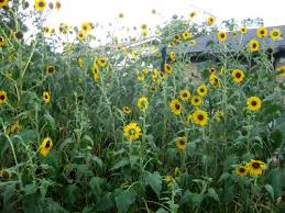 See full list on sanangelo.tamu.edu Growing Sunflowers Finegardening