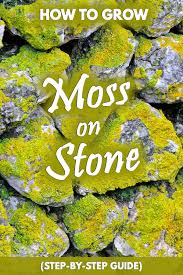 Use them in commercial designs under lifetime, perpetual & worldwide rights. How To Grow Moss On Stone