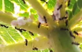 Beberapa bagian tubuh tanpa bantuan. Lampung Utara Terhadap Semut Yang Bersimbiosis Dengan Kutu Putih Pada Tanaman Pepaya Pdf Download Gratis