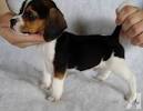 Miniature Beagles - YouTube