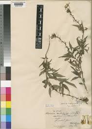 Image result for Otomeria elatior