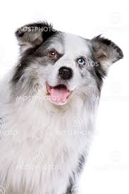 Border collie // tricolor blue merle. Old Blue Merle Border Colli By Erik Lam Mostphotos