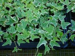 Image result for Hedera