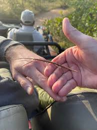 Image result for Helinus spartioides