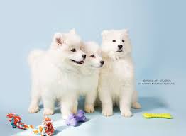 Adopter un chiot samoyède dans un refuge d'association et de la spa en france : 3 Samoyed Puppies From Worth Co Puppy Mill Ready For Adoption At Cedar Bend Local News Wcfcourier Com