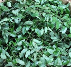 Image result for Smilax