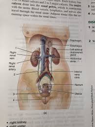 Start studying female urinary organs. Exercise 36 1 Organs Of The Female Urinary System Diagram Quizlet