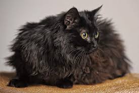 This is a tiffany (chantilly) cat picture by the cat's companion (marianne) who kindly agreed to let me publish her photograph. Chantilly Cat The Ultimate Guide To Their History Types Characteristics Temperament And Care Kitty Wise