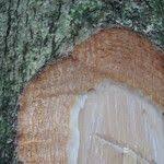 Image result for Pseudospondias microcarpa