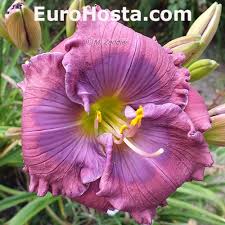 We did not find results for: Daylily Lavender Blue Baby