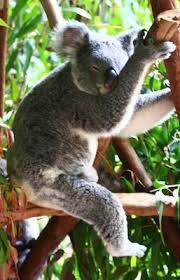 Australia Zoo Beerwah Http Www Moodaustralia Com Au Products Souvenirs Gift Souvenirs Australia Vacation Australia Visit Australia
