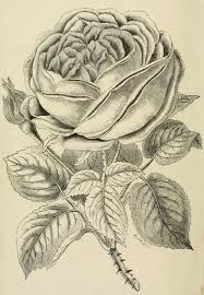 Featured above is a pretty coloring page of some petunia flowers! The Book Of Roses By Francis Parkman