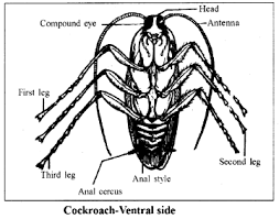 In some insect pupae, like the mosquitoes', the head and thorax can be fused in a cephalothorax. Describe In Detail The Morphology Of Cockroach Sarthaks Econnect Largest Online Education Community
