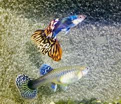 Pin On Tropical Fish
