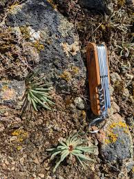 Image result for Rytigynia lewisii