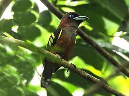 Birds Of Southern Illinois Book Banded Broadbill Eurylaimus Javanicus By Francesco Veronesi Francesco Band Birds