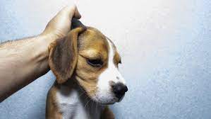 Can You Safely Pick Up A Dog By The Scruff Of Her Neck Little Dog Tips
