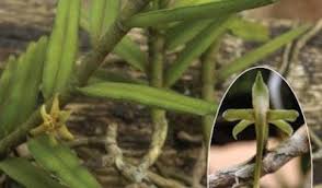 Image result for Tridactyle