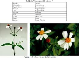 An annual herb with long sessile leaves , leaves are often hairy. Pdf Extraction Isolation And Phytochemical Screening Of Leaves And Stems Of Bidens Pilosa And Evaluation Of Antifungal Potential Of Extracts Semantic Scholar