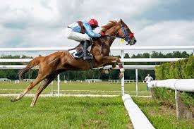 Chevaux A Vendre Ecurie Gerard Paul Levy