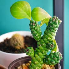 Image result for Euphorbia davyi