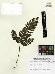 Image result for Triplophyllum