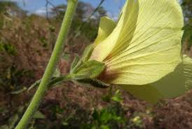 Image result for Hibiscus panduriformis