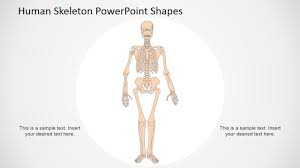 human skeleton powerpoint shapes