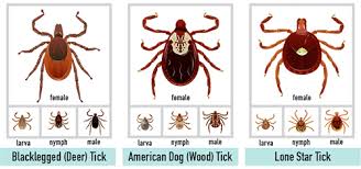 Maybe you would like to learn more about one of these? What Do Ticks Look Like New York State Integrated Pest Management