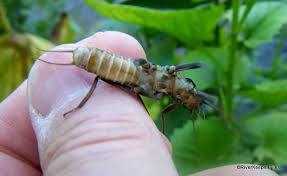 Image result for Pouchetia baumanniana